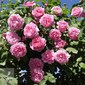 Роза Алан Титчмарш