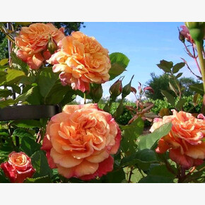 Роза Алоха ПЛЕТ