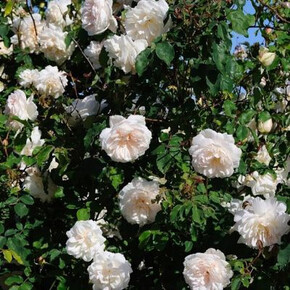 Роза Альфред Карье ПЛЕТ