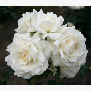 Роза Аляска ПЛЕТ