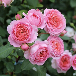 Роза Амандин Шанель ГИЙО