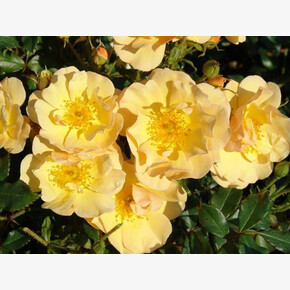 Роза Амбер Сан ПОЧВ