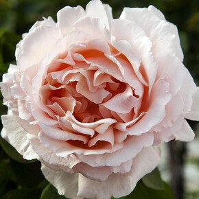 Роза Андре ле Нотр ЧГ