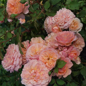 Роза Андре Тюрка ФЛ