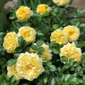 Роза Анна Дюпрей ФЛ