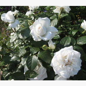 Роза Аннапурна