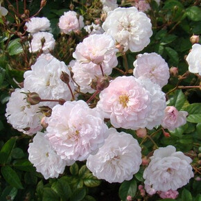 Роза Аннелиз МУСК