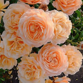 Роза Априкот Скай ПЛЕТ