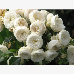 Роза Артемис ФЛ