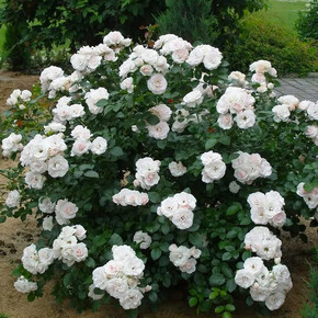 Роза Аспирин ФЛ