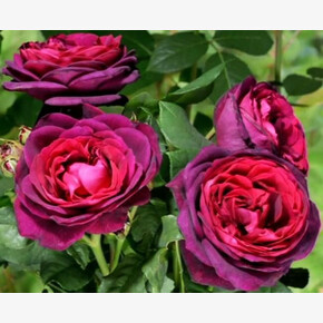 Роза АСТРИД -ГРАФИН-ФОН-БЕРГ ШР/ФЛ