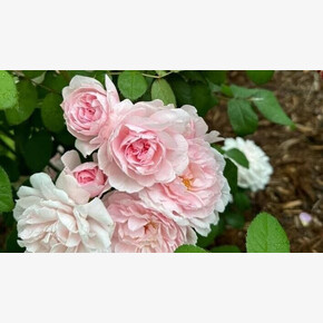 Роза Барбара Остин ОСТ