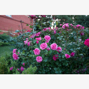 Роза БАРОНЕССА