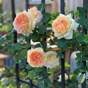 Роза Батшеба ПЛЕТ