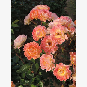 Роза Бесси ПОЧВ