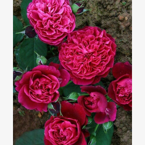 Роза Биссантенэр де ГИЙО