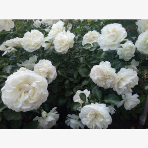 Роза Бланк Мейлонд ПОЧВ