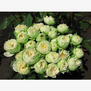 Роза Бланшетт ЧГ