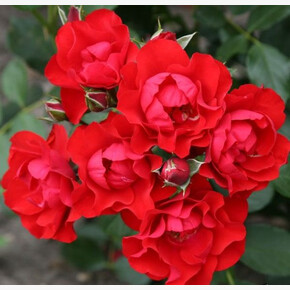 Роза Блек Форест ФЛ