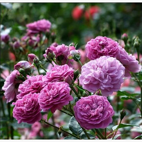 Роза Блю Бой