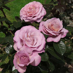 Роза Блю Герл ФЛ