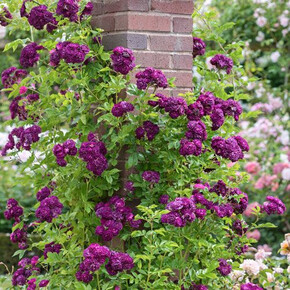 Роза Блю Маджента ПЛЕТ