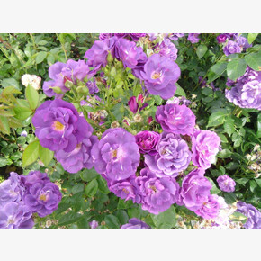 Роза Блю Фо Ю МУСК