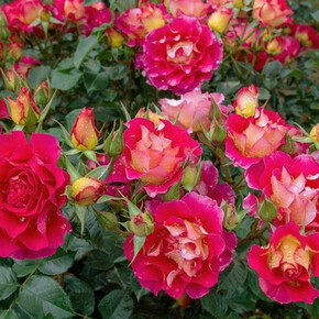 Роза Брера ФЛ