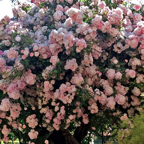 Роза Бриз Парфюм ПЛЕТ