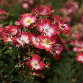 Роза Букаву МУСК