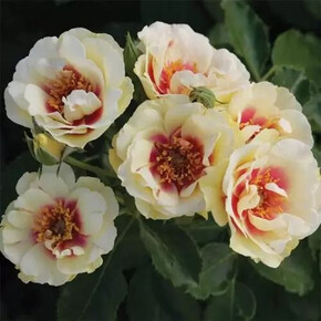 Роза Буллз Айс муск