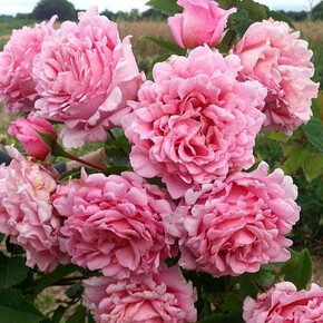 Роза Бьен Веню ПЛЕТ