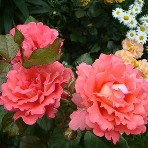 Роза Вайкики ФЛ