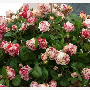 Роза Ванила Фрайз ПЛЕТ