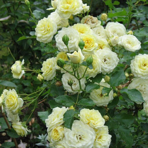 Роза Ванилла Мейлонд ОСТ