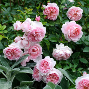 Роза ВЕДЖВУД РОУЗ ОСТ