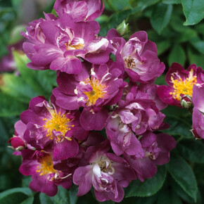 Роза Вейльхен Блау ПЛЕТ