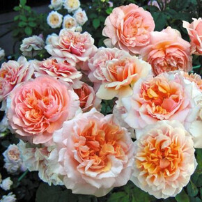 Роза Версайни ГИЙО