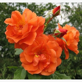 Роза Вестерленд ПЛЕТ