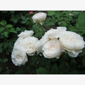 Роза Винчестер Кафедрал