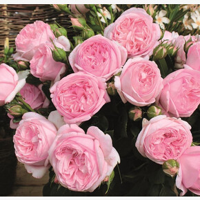 Роза ВОЯЖ ЧГ