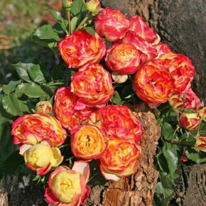 Роза Вулканика (Вулкано)