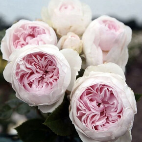 Роза Герцогиня Кристиана ФЛ 1