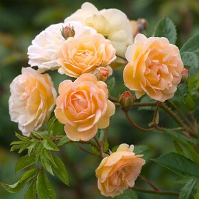 Роза Гислен Де Фелигонд ПЛЕТ