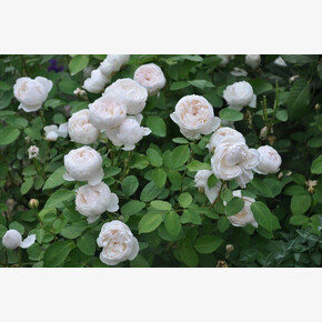 Роза Глэми Кастл ОСТ