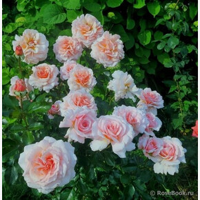 Роза ГРЕЙТ Экспектейшн ЧГ