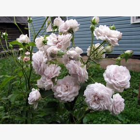 Роза Гризелис ФЛ