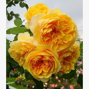 Роза Грэхам Томас ОСТ