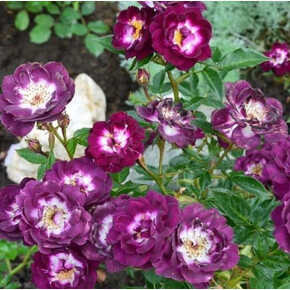 Роза Даймонд Айс МУСК