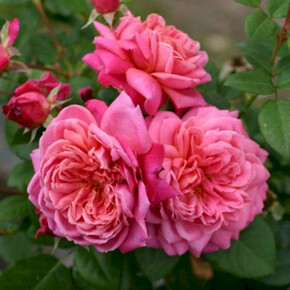 Роза Дан Понсет ГИЙО